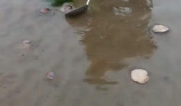 赶海的视频,探寻海洋宝藏的欢乐时光